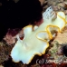 nudibranch_elegant_mid_h_0705_png1387.jpg